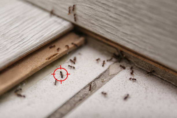 Best Termite Control Services  in Burnettown, SC